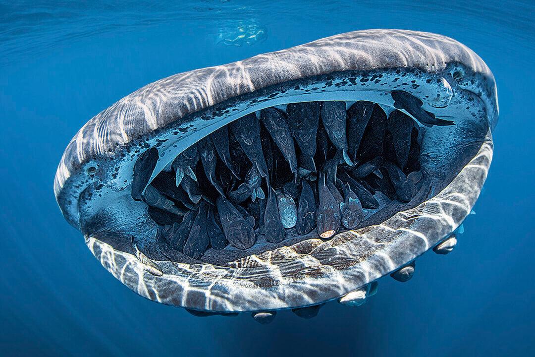 Photo of ‘Smiling’ Whale Shark With Mouth Full of Friendly Remoras Wins Photo Competition