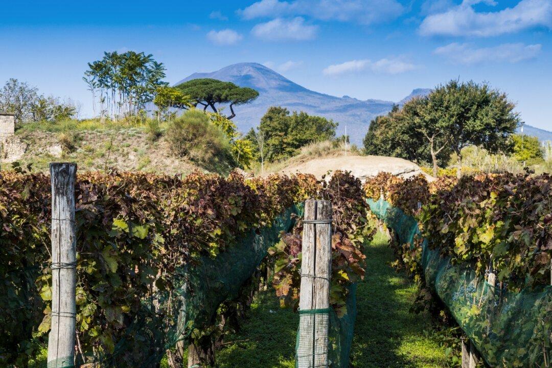 Pompeii Is Famous for Its Ruins and Bodies, but What About Its Wine?