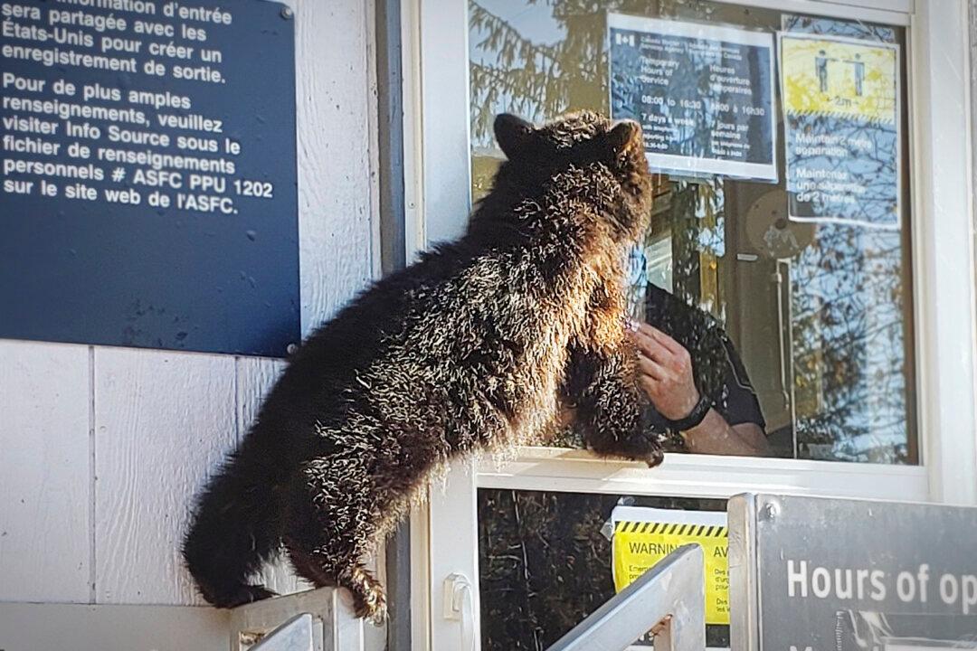 Bear Cub Caught Trying to Cross Canada-US Border With ‘No Travel Documents’ Taken In by Shelter
