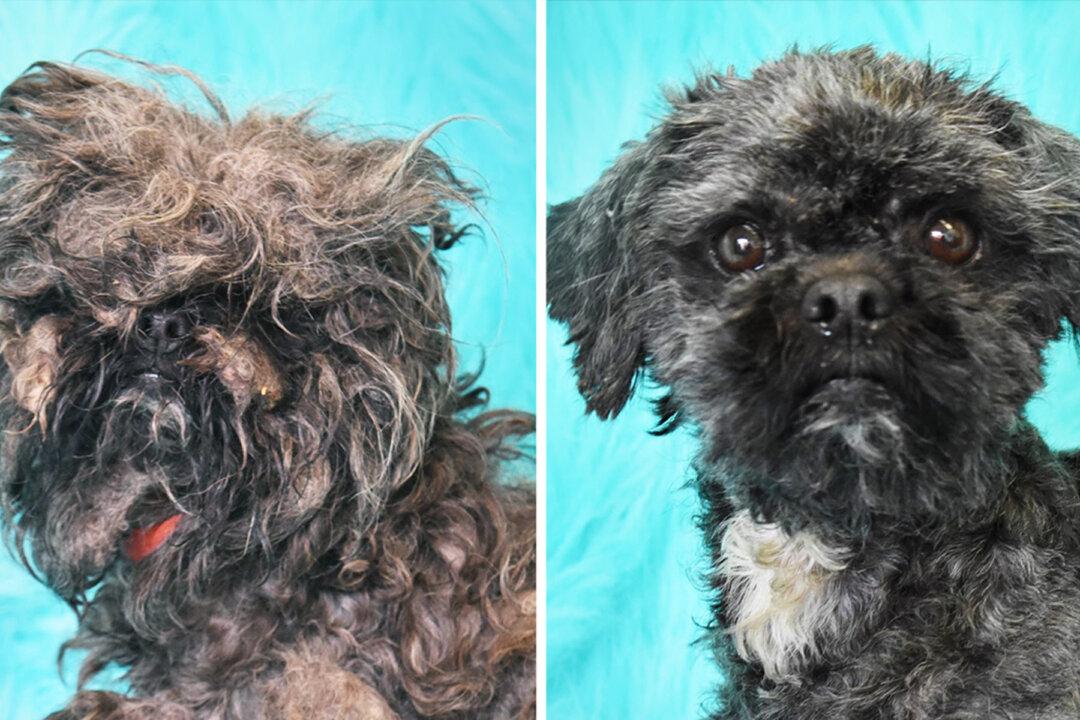 ‘Dirty Dogs Contest’ Showcases Best Shelter Dog Glow-Ups of 2020, Helps Pups Get Adopted