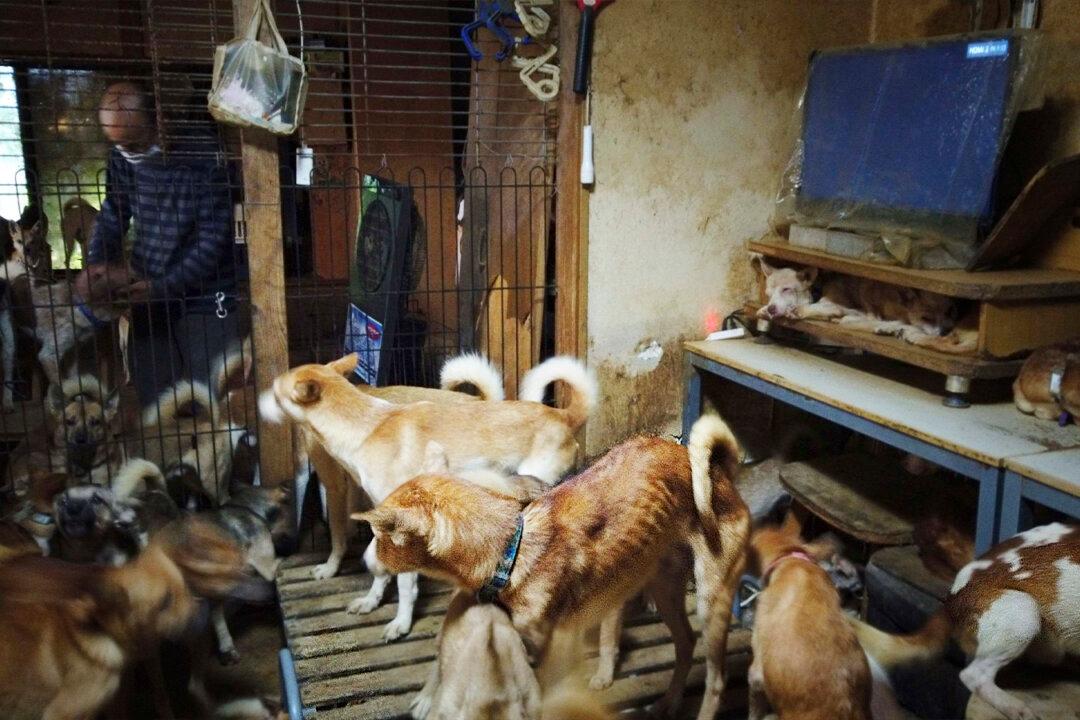 164 Dogs Found Crammed Into Tiny House by Public Health Officials in Western Japan