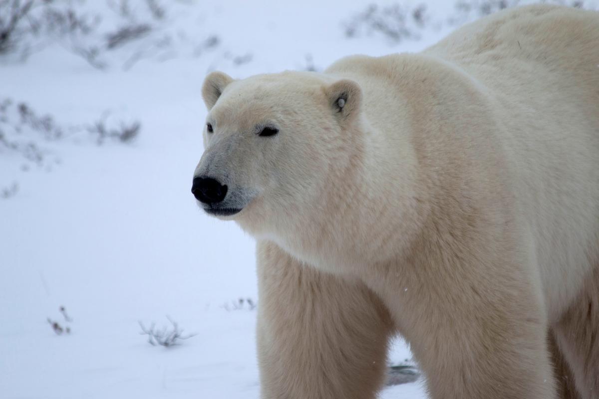Two Polar Bears Kill Worker at Nunavut Radar Site