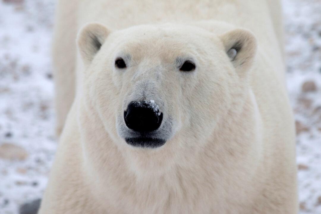 Police Kill Polar Bear Exhibiting Stalking Behaviour Near Northern Ontario First Nation School