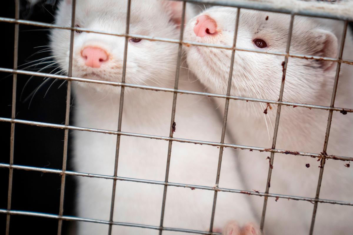Denmark’s Plan to Cull 17 Million Mink Faces Legal Hurdle