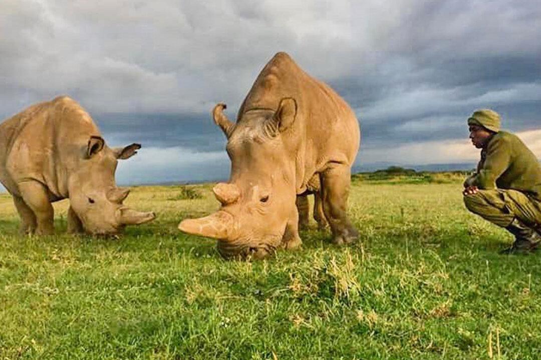 The World’s Last Two Northern White Rhinos Need 24-Hour Armed Guards
