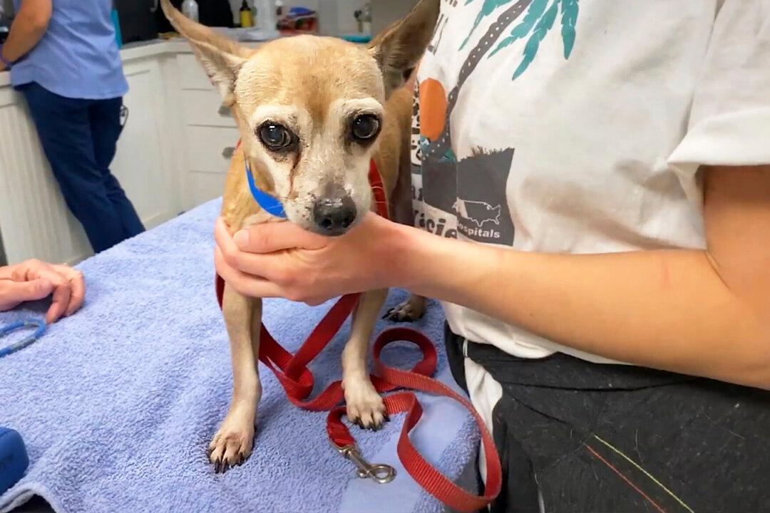 Texas Family Dog Found in Florida 6 Years After Going Missing Thanks to Microchip