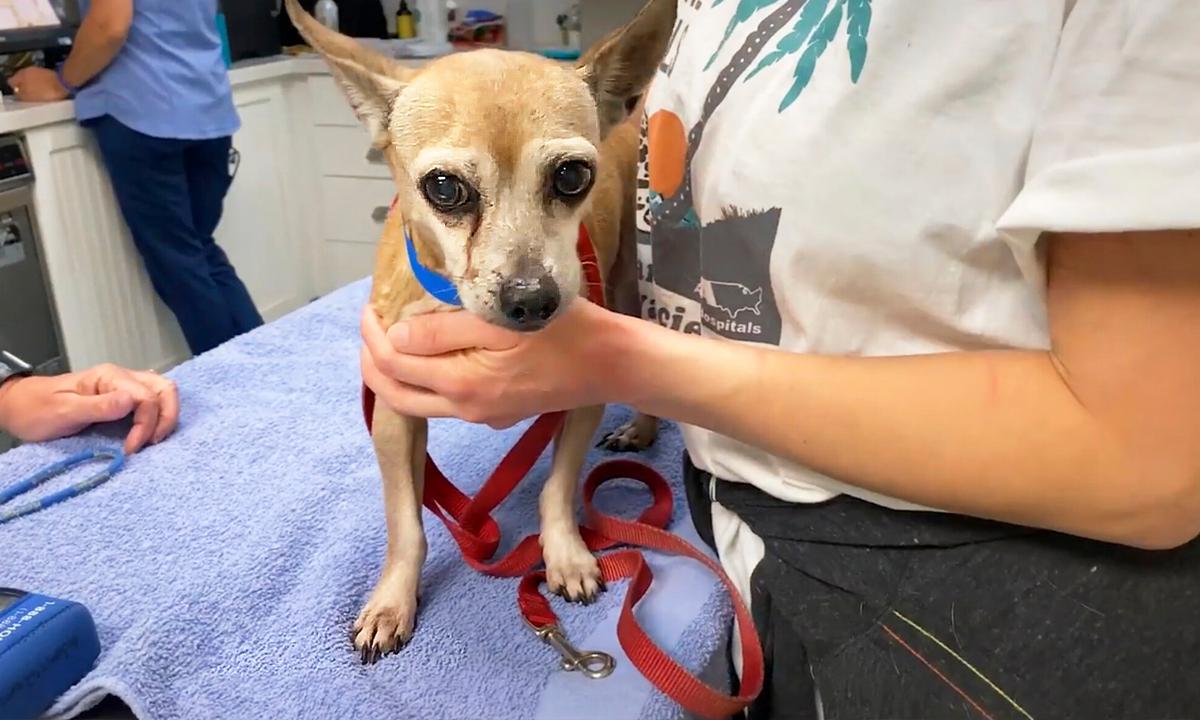 Texas Family Dog Found in Florida 6 Years After Going Missing Thanks to Microchip