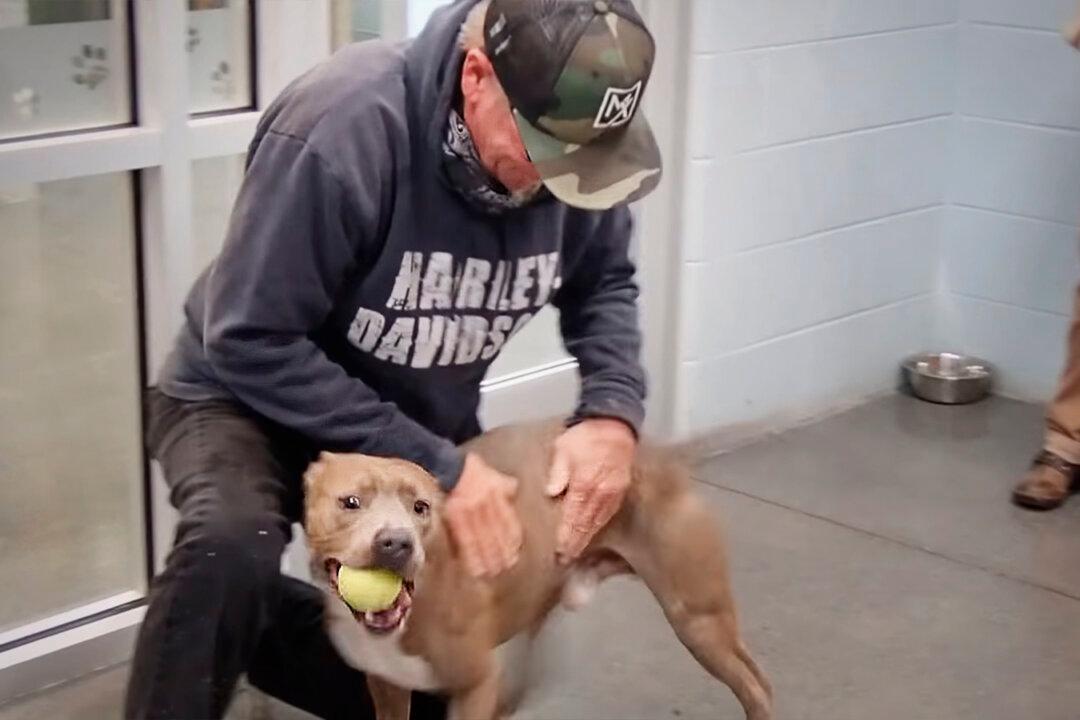 Man Spots His Lost Dog on the Internet 6 Months After Losing Him–and Their Reunion Video Is Amazing