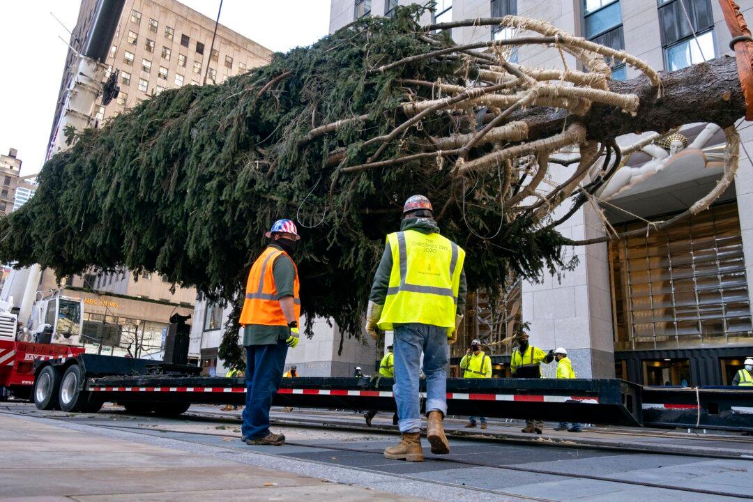 Rockefeller Center Christmas Tree Goes Up; Lighting Dec. 2