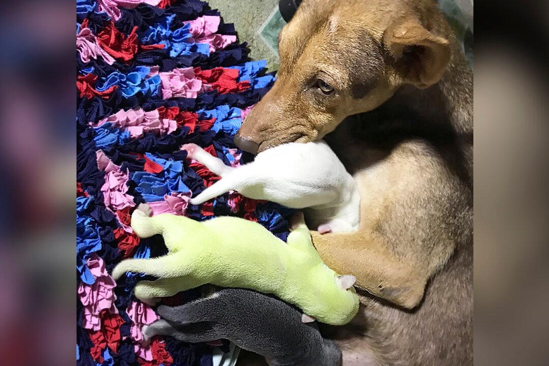 Rare Puppy With Green Fur Born in the Philippines–and His Owners Named Him ‘Wasabi’