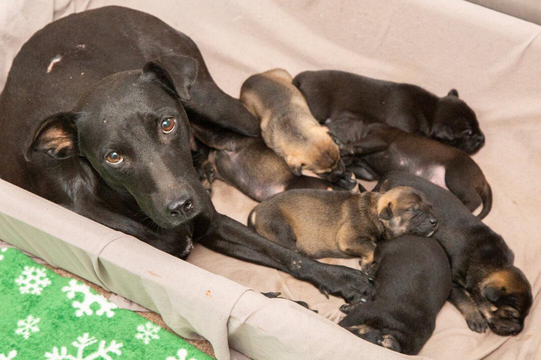 Stray Labrador-Pit bull Mix and Seven Puppies Rescued From Under a Planned Demolition Site