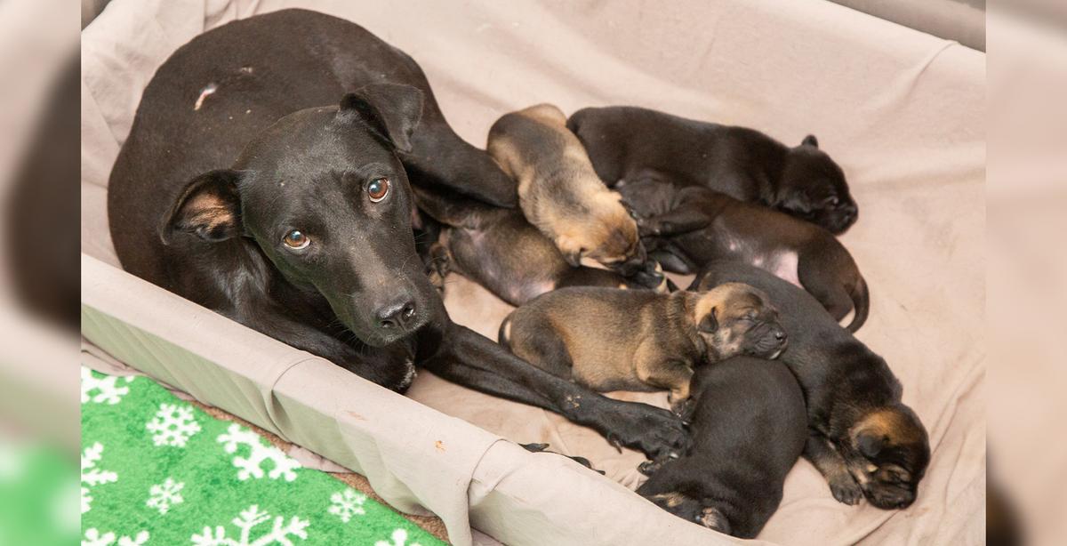 Stray Labrador-Pit bull Mix and Seven Puppies Rescued From Under a Planned Demolition Site