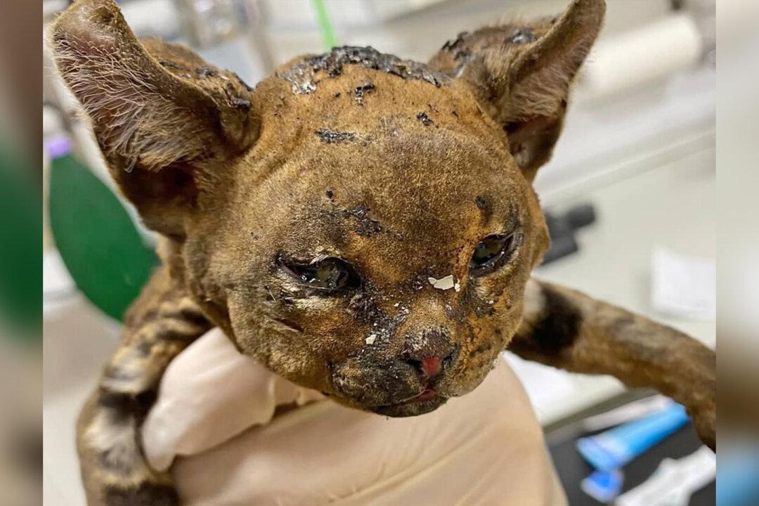 Tiny ‘Fire Cat’ Burned in Bonfire Adopted by Vet Nurse Who Saved His Life