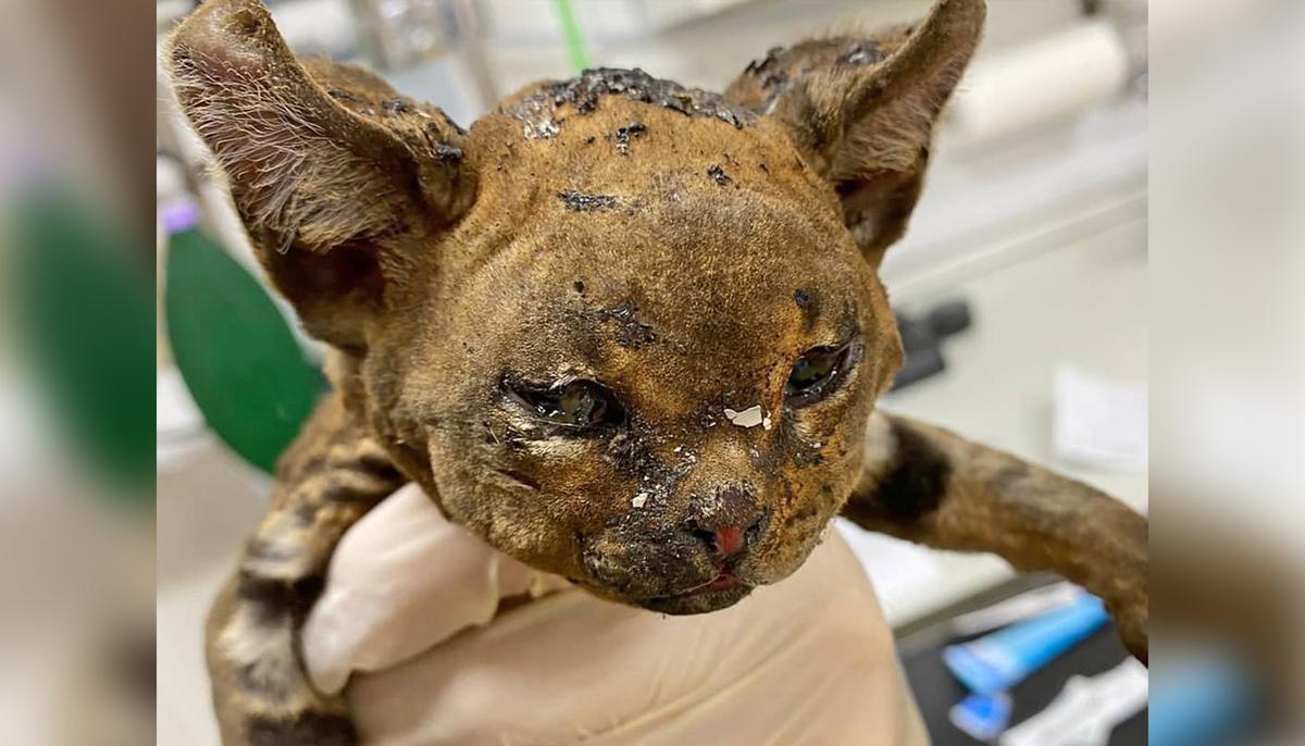 Tiny ‘Fire Cat’ Burned in Bonfire Adopted by Vet Nurse Who Saved His Life
