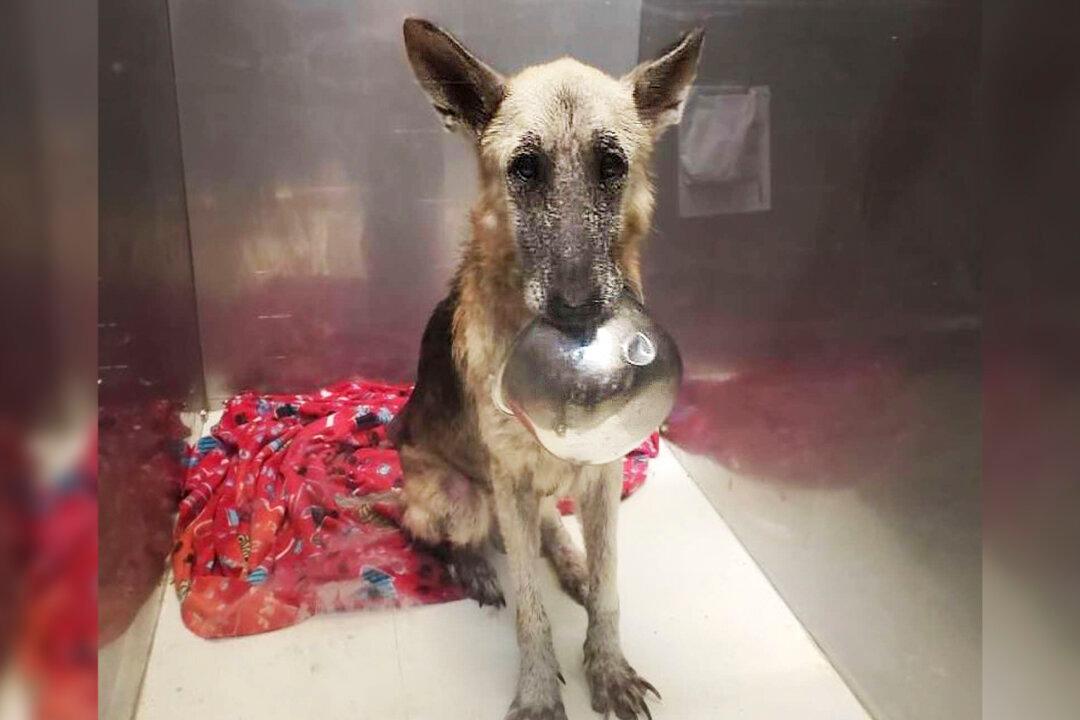 Sweet Rescue Dog Comes Up With the Most Adorable Trick With Her Bowl to Get Noticed