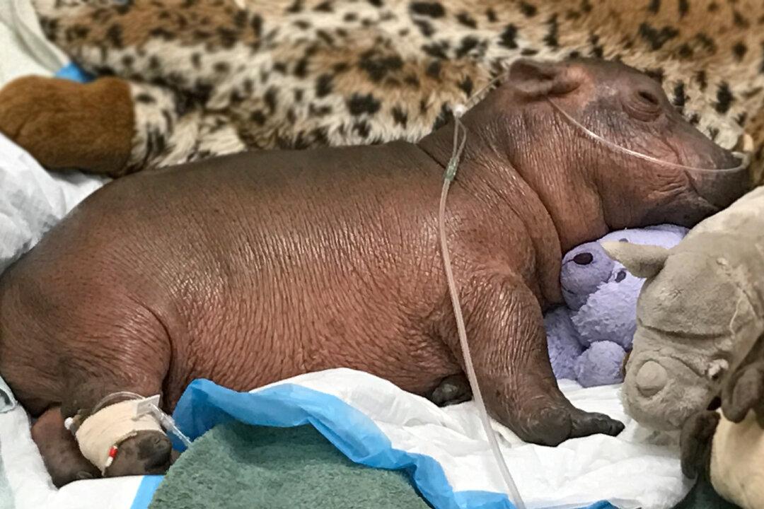 Born Premature at Just 29lb, Hippo ‘Fiona’ Hits Major Milestone Ahead of 4th Birthday