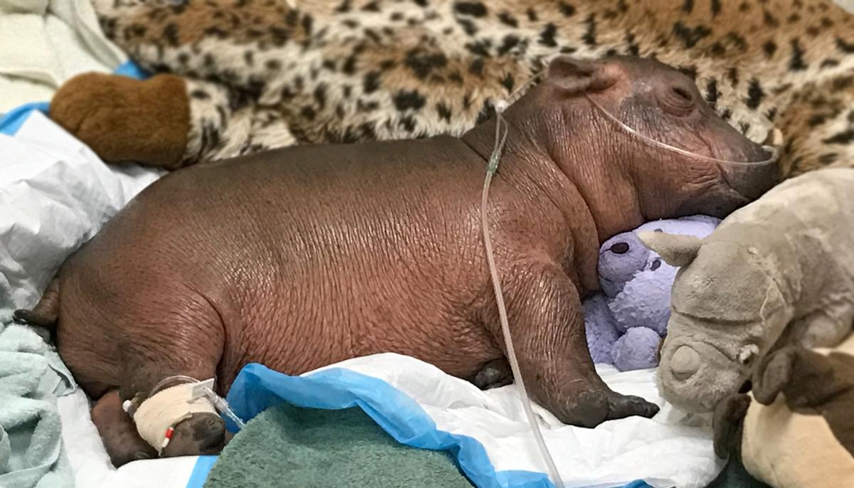 Born Premature at Just 29lb, Hippo ‘Fiona’ Hits Major Milestone Ahead of 4th Birthday