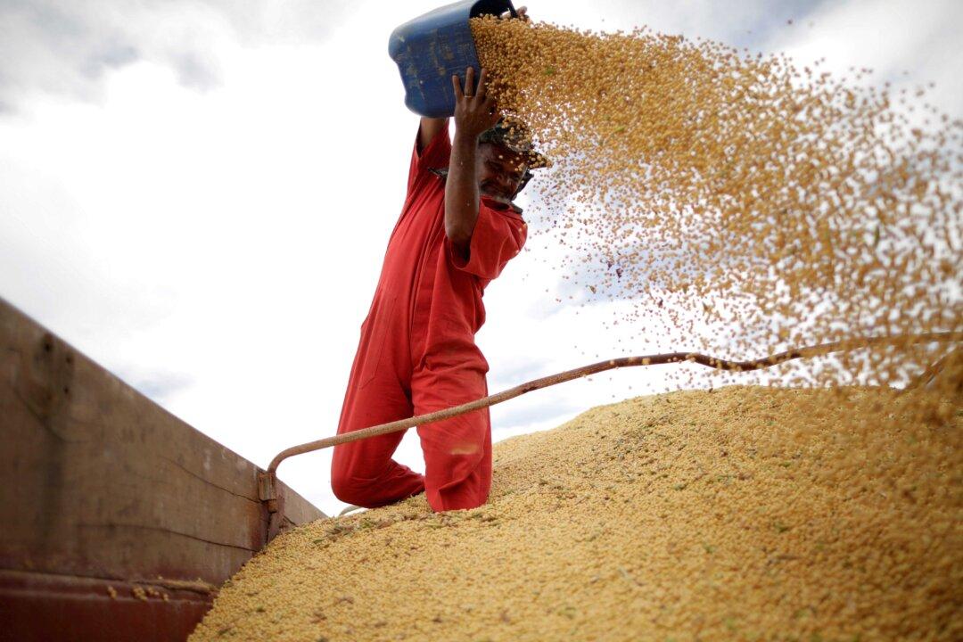 US Farmers Celebrate Soy Price Surge as Brazil Misses Out