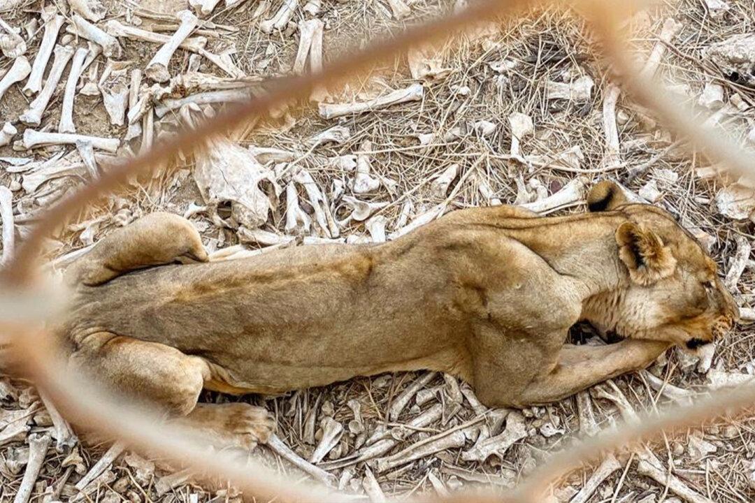 NGO Shares Shocking Images of Animals Left to Die in West African Zoo Amid Relief Effort