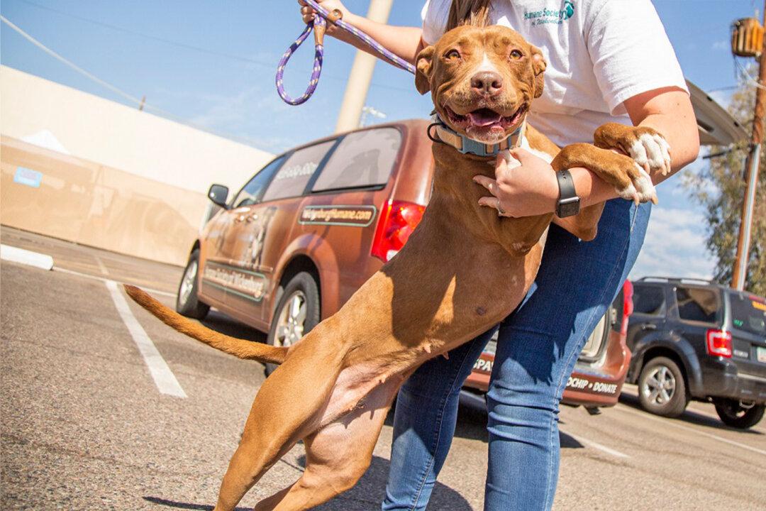 Sweet 2-Year-Old Stray Finally Finds Her Forever Home After Over 400 Days at Shelter