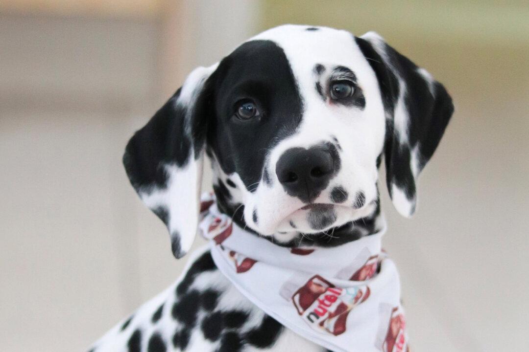 Dog With a Heart-Shaped Nose Spot Gifted to Military Dad Now Assists Autistic Son