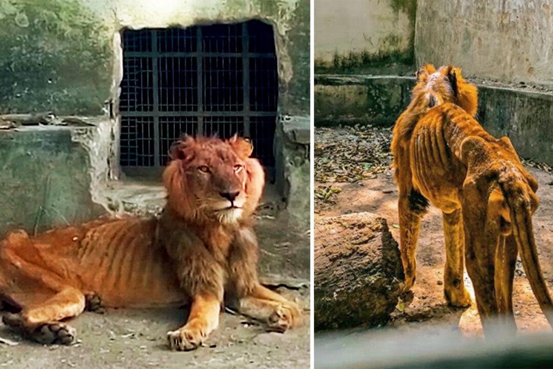 Shocked Visitor Reports Emaciated Lion and Starving Animals at Horrific Nigerian Zoo