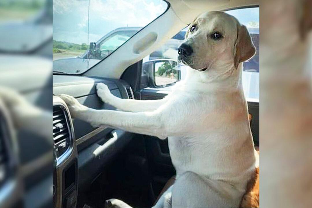 Loyal Dog Lost in the Woods After Owner Died Found Using Unwashed Clothes as Bait