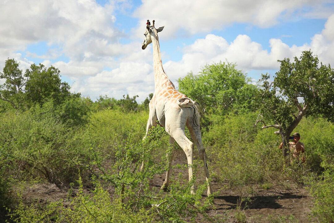 World’s Last Surviving White Giraffe Fitted With GPS Tracker to Protect From Poachers in Kenya