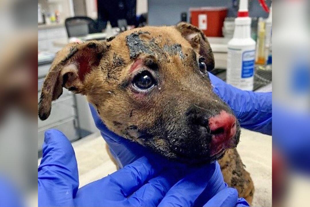 Badly Burned Puppy Saved and Adopted After Being Set on Fire Inside a Plastic Crate