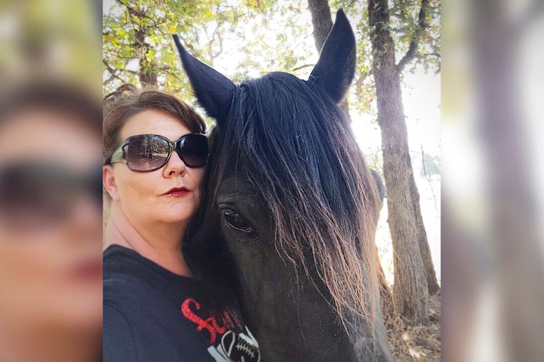 ‘Defeated’ Horse Going to Slaughter Meets Her Savior Just in Time, Gets 2nd Chance at Life