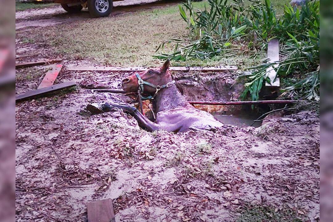 Florida Firefighters Free 40-Year-Old Horse That Fell Into Septic Tank