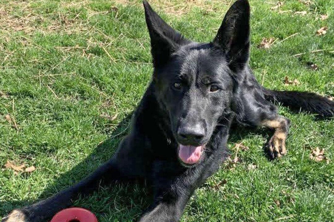 Dog Shot in the Face by Owner Makes Full Recovery, Finds Perfect New Home