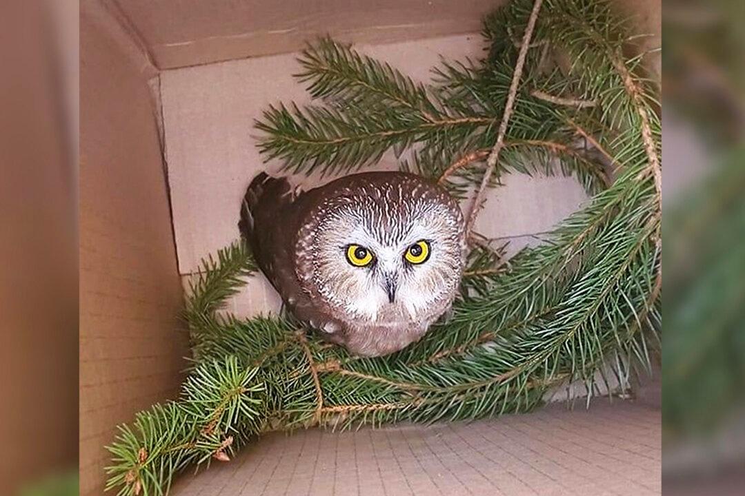 Tiny Stowaway Owl Found in Rockefeller Center Christmas Tree Felled 170 Miles Away