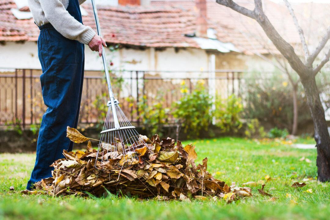 Rakes, Blowers, or Mowers? Pros and Cons