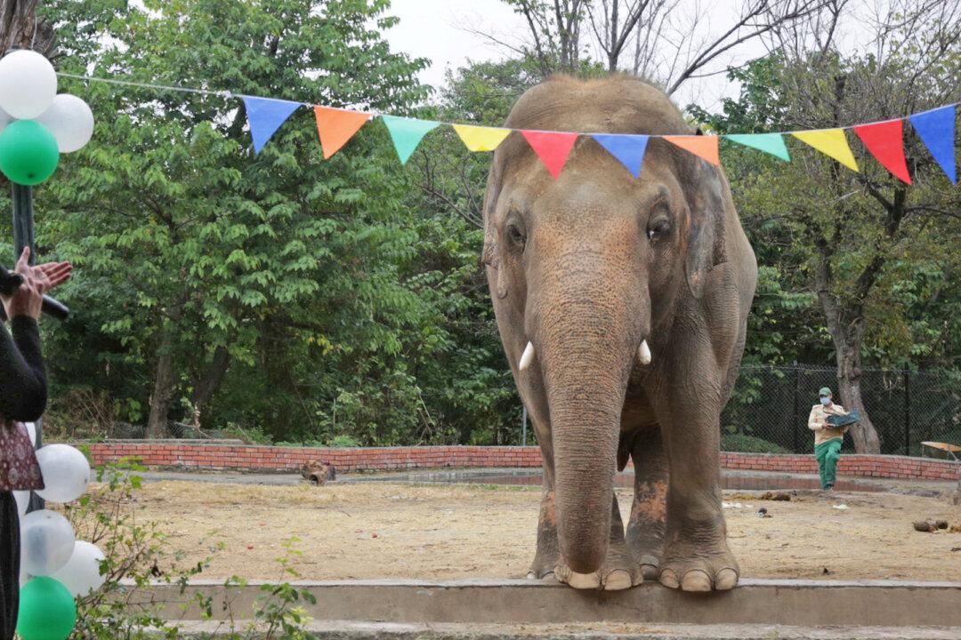 The ‘World’s Loneliest Elephant’ All Set to Leave Pakistan for a New Life in Cambodia