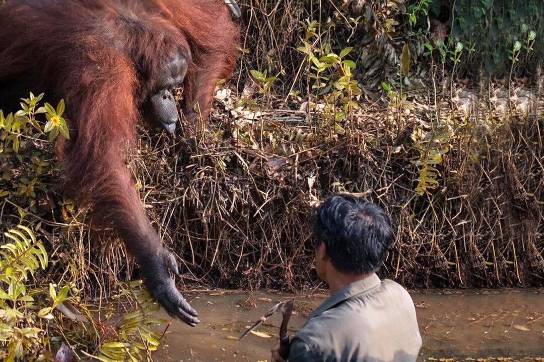 Heartwarming Moment an Orangutan Extends Helping Hand to Guard Clearing Snakes From River