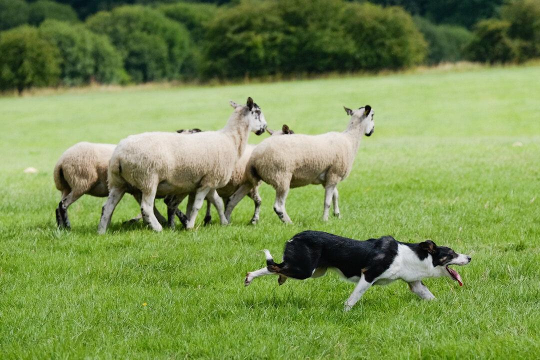 Lab Grown ‘Meat’ to Replace ‘Old Fashioned Meat’ for Pets in UK: CEO