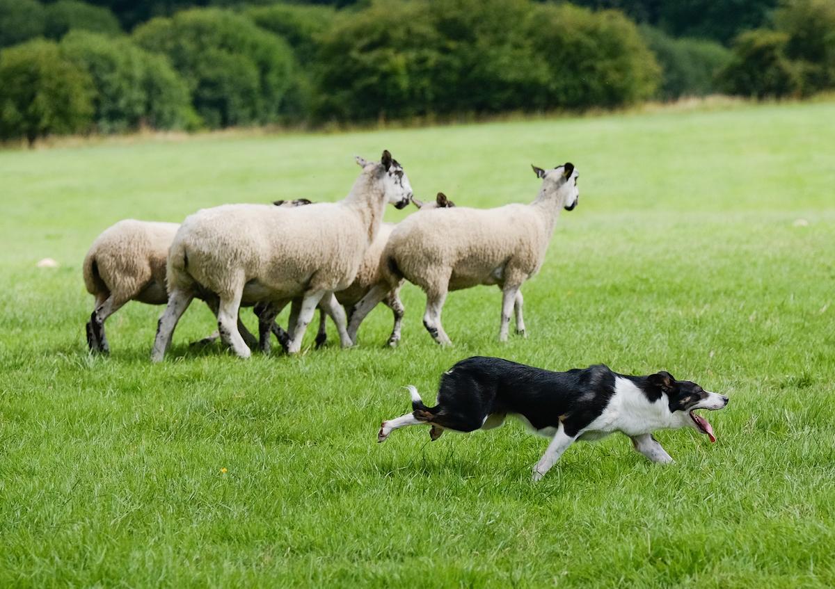 America Essay Contest: America Is the Sheepdog That Protects From the Wolves of the World