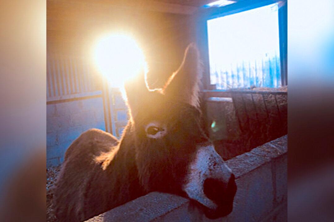 Donkey Cruelly Brutalized by 20 Kids Rescued in Ireland, Heals With Furry Friends at Sanctuary