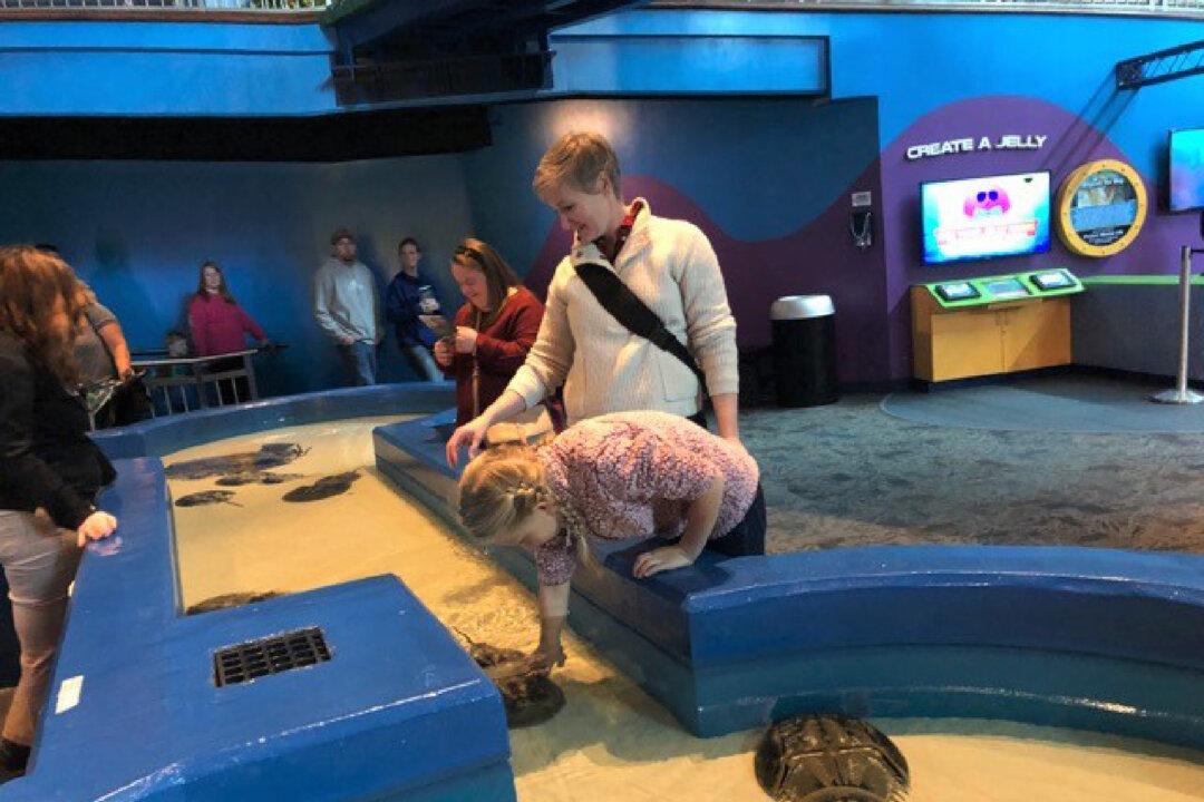 Ripley’s Aquarium of the Smokies Offers a Day Filled With Fun