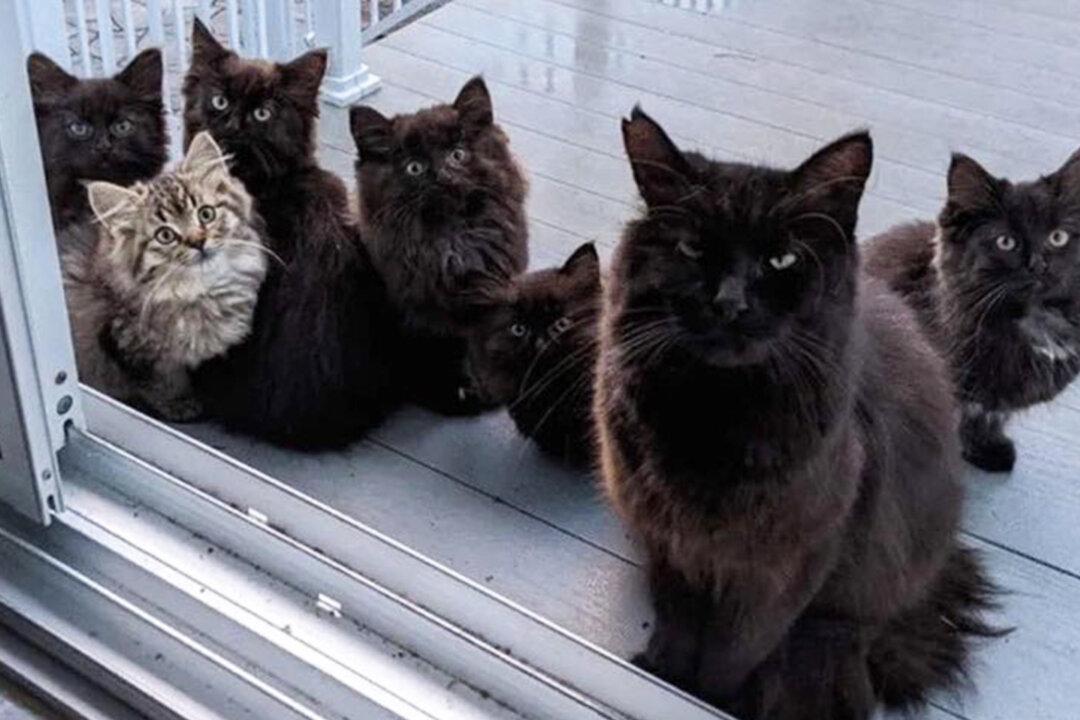 Stray Momma Cat Returns to the Woman Who Fed Her With Six Kittens in Tow