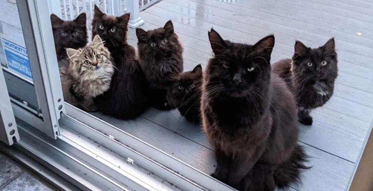 Stray Momma Cat Returns to the Woman Who Fed Her With Six Kittens in Tow