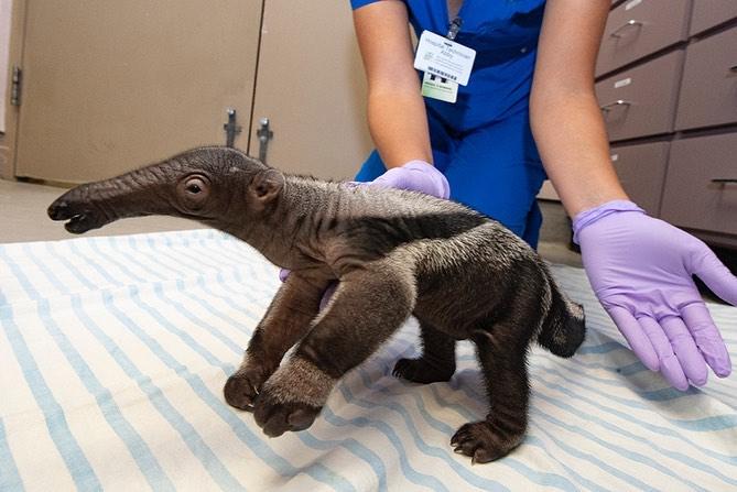 (Courtesy of <a href="https://www.facebook.com/zoomiami">Ron Magill</a>)
