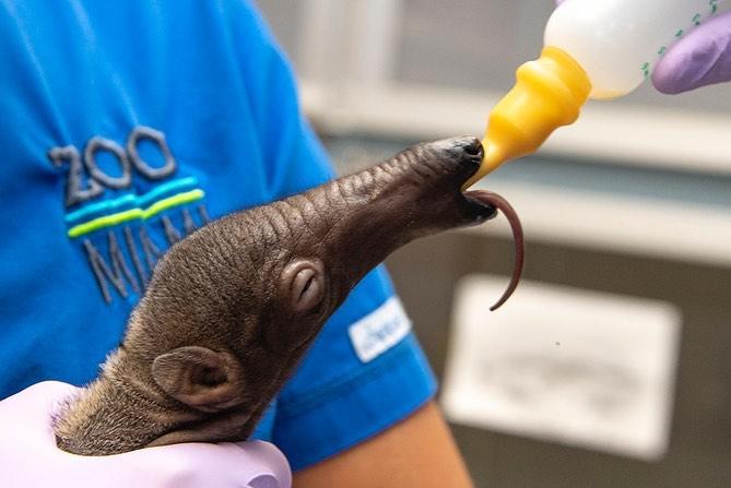 (Courtesy of <a href="https://www.facebook.com/zoomiami">Ron Magill</a>)