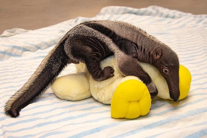 (Courtesy of <a href="https://www.facebook.com/zoomiami">Ron Magill</a>)