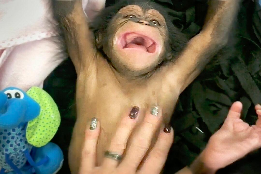 Video of 11-Week-Old Chimp Being Tickled and Laughing at Maryland Zoo Goes Viral