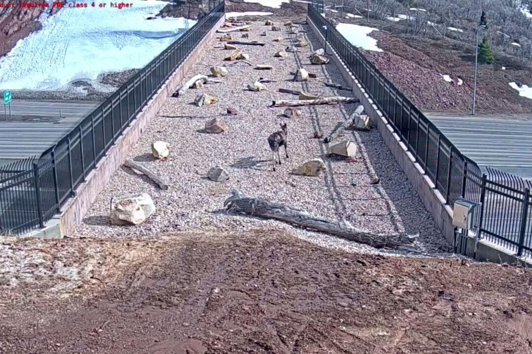 Utah’s First Purpose-Built Wildlife Overpass a Success as Many Animals Spotted Using it