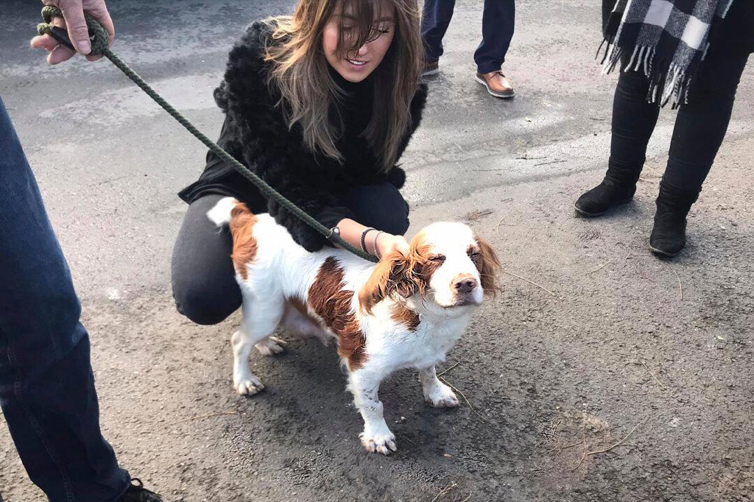 Couple’s Cocker Spaniel Stolen for Breeding Reunited With Owners Over 6 Years Later