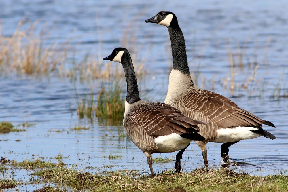 Goose Population Can Be Controlled
