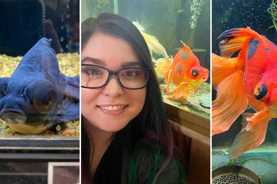 Neglected 10-Year-Old Goldfish Turned Black–but Transforms After Rescuer Nurses Him Back to Health